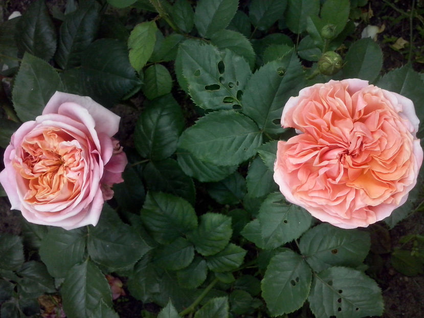 CAM02035 - Trandafiri 2018-IV