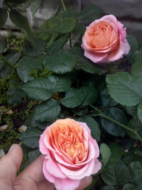 CAM02038 - Trandafiri 2018-IV