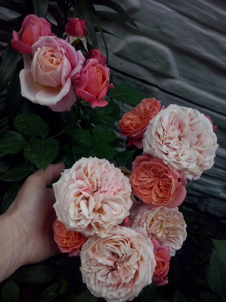 CAM02040 - Trandafiri 2018-IV