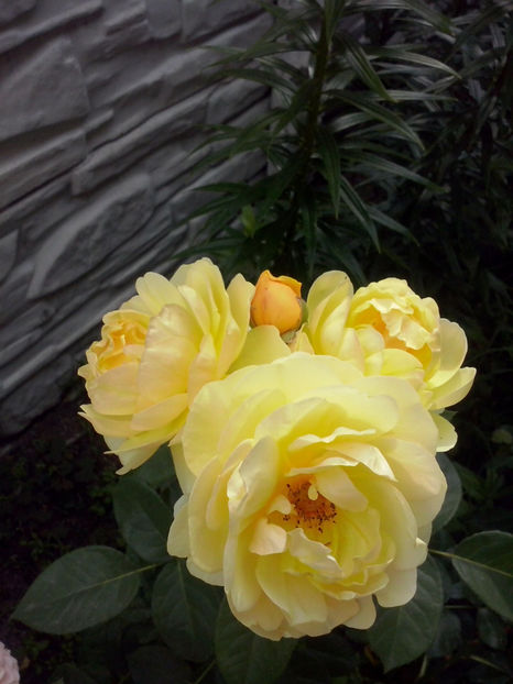 Graham Thomas - Trandafiri 2018-IV