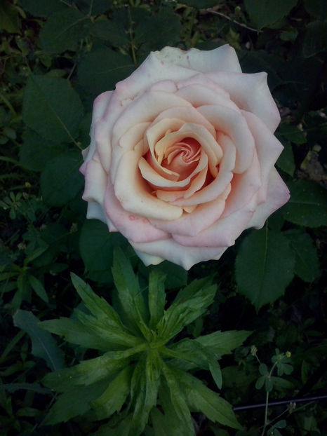 Full House - Trandafiri 2018-IV