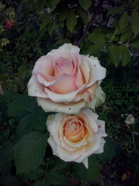 CAM02050 - Trandafiri 2018-IV