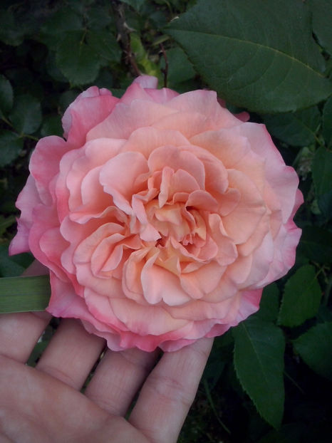 Augusta Luise - Trandafiri 2018-IV