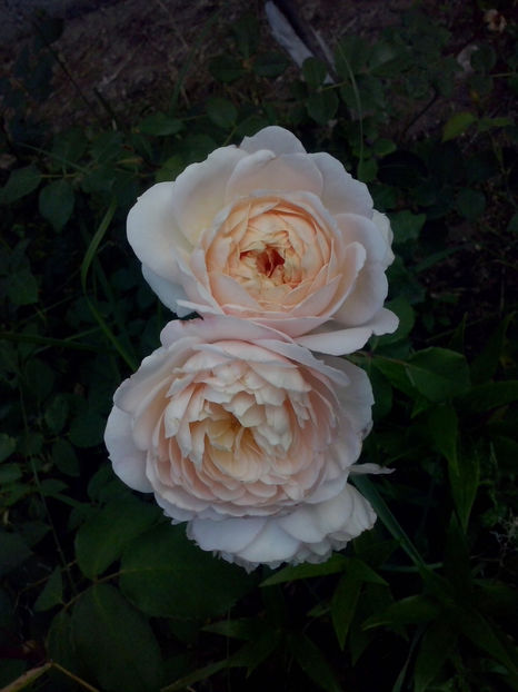 Crocus Rose - Trandafiri 2018-IV