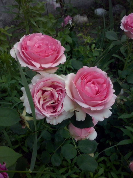 CAM02065 - Trandafiri 2018-IV