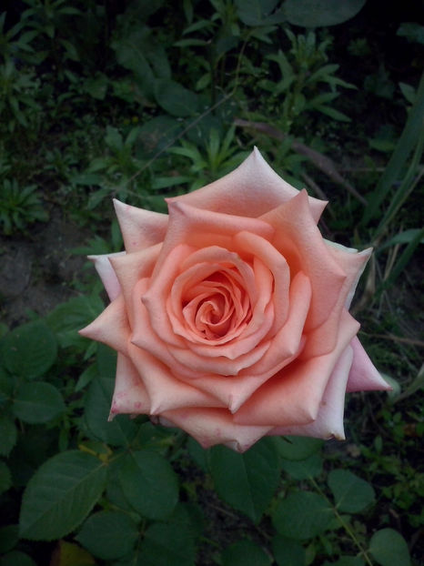 CAM02067 - Trandafiri 2018-IV