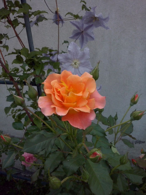 Westerland - Trandafiri 2018-IV