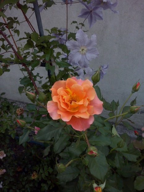 CAM02069 - Trandafiri 2018-IV