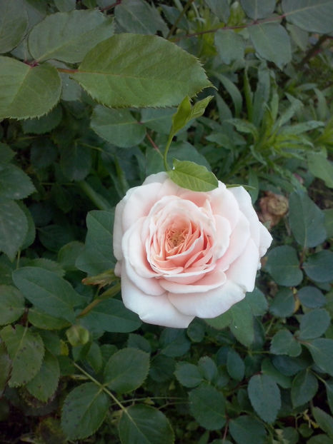 CAM02070 - Trandafiri 2018-IV