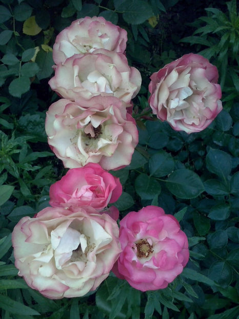 CAM02072 - Trandafiri 2018-IV