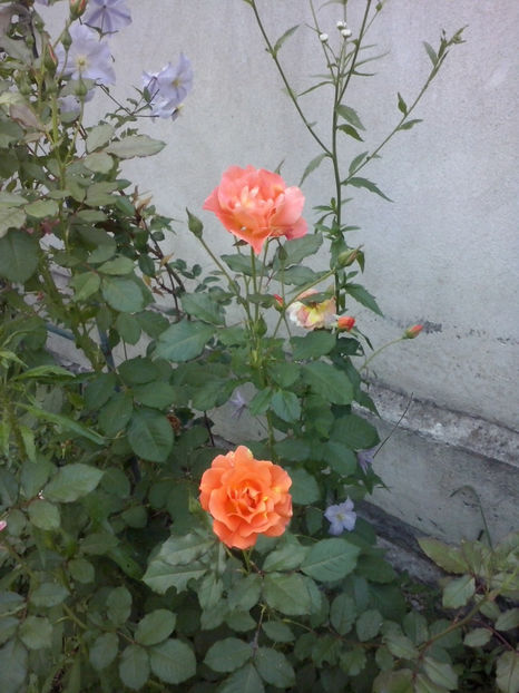 CAM02073 - Trandafiri 2018-IV