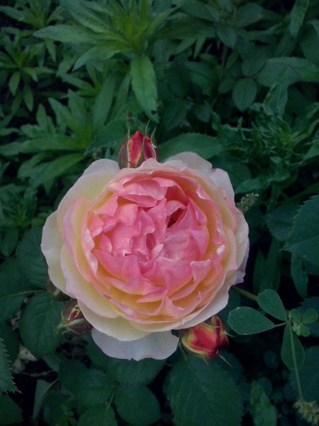 Rosomane Janon - Trandafiri 2018-IV