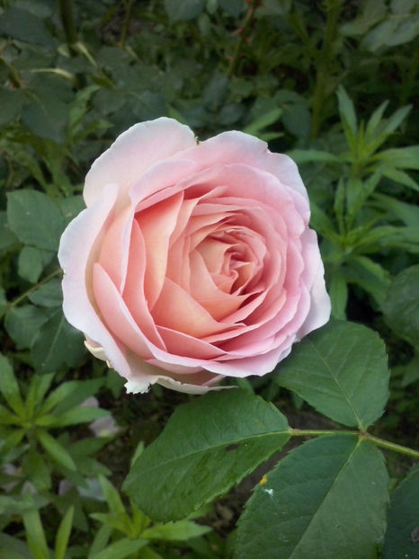 CAM02075 - Trandafiri 2018-IV