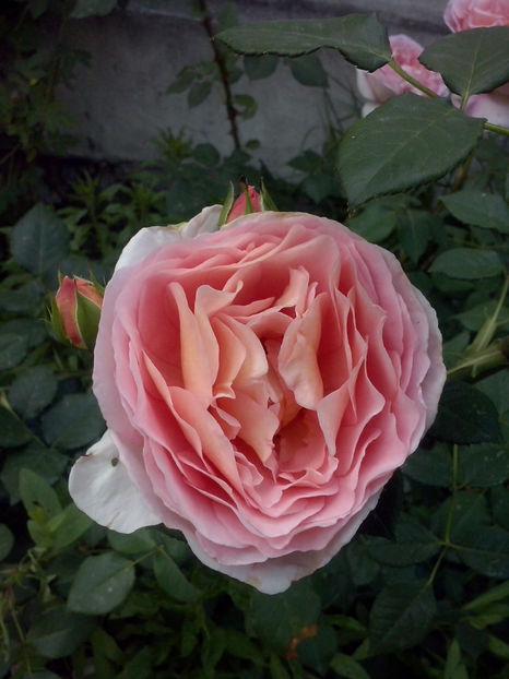 CAM02076 - Trandafiri 2018-IV