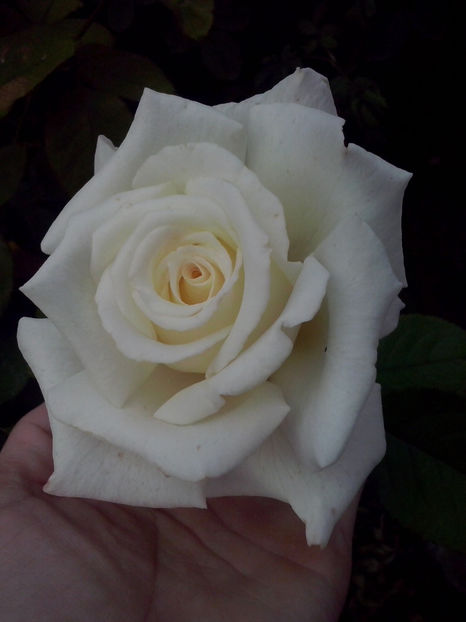 Pope John - Trandafiri 2018-IV