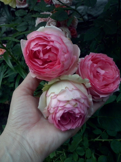 First Lady - Trandafiri 2018-IV