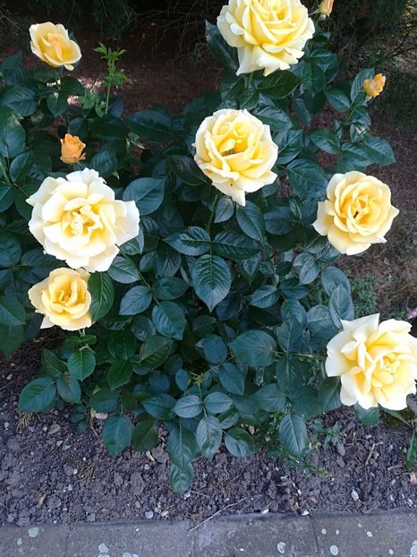  - Bucuriile primaverii 2018