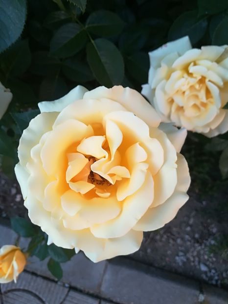  - Bucuriile primaverii 2018