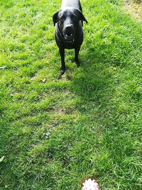  - Bucuriile primaverii 2018