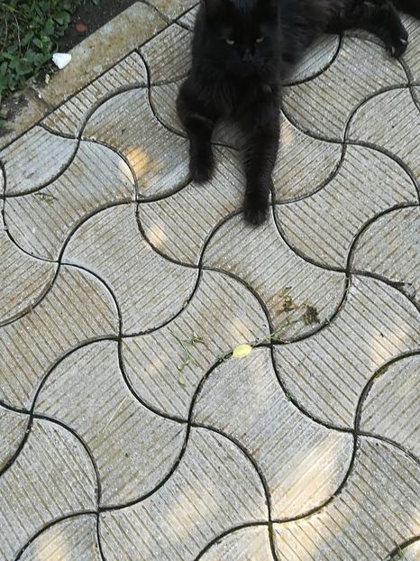  - Bucuriile primaverii 2018