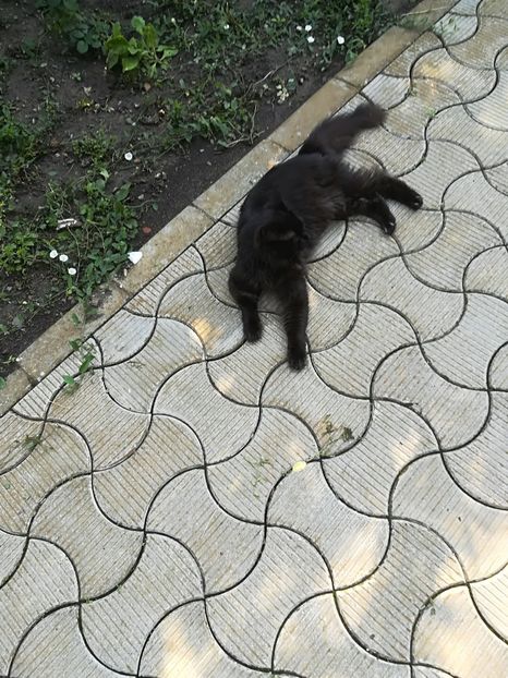  - Bucuriile primaverii 2018