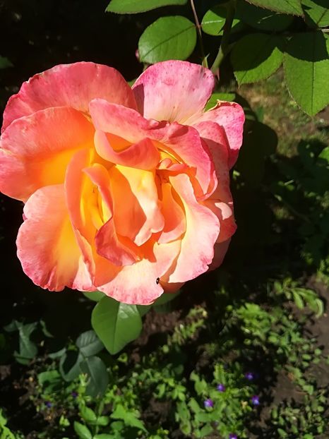  - Bucuriile primaverii 2018