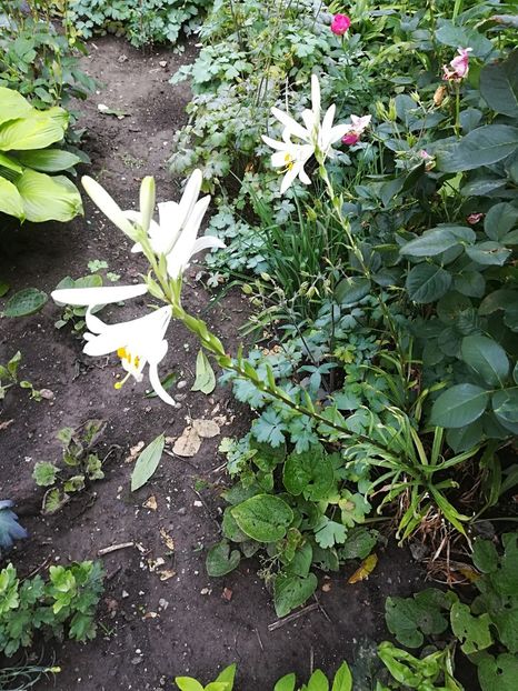  - Bucuriile primaverii 2018