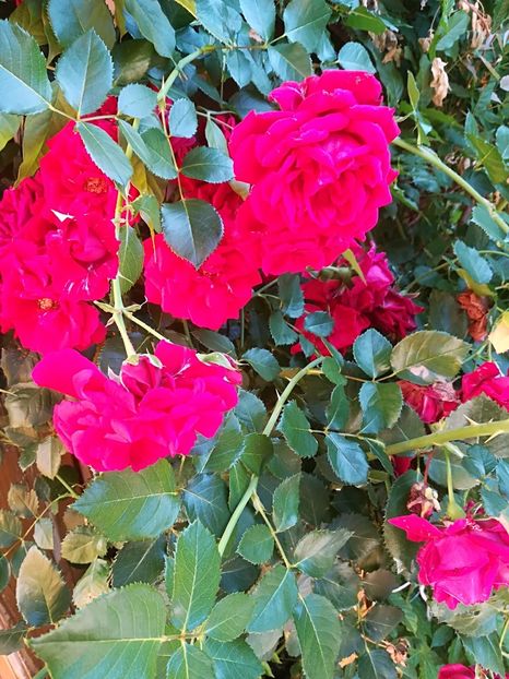  - Bucuriile primaverii 2018