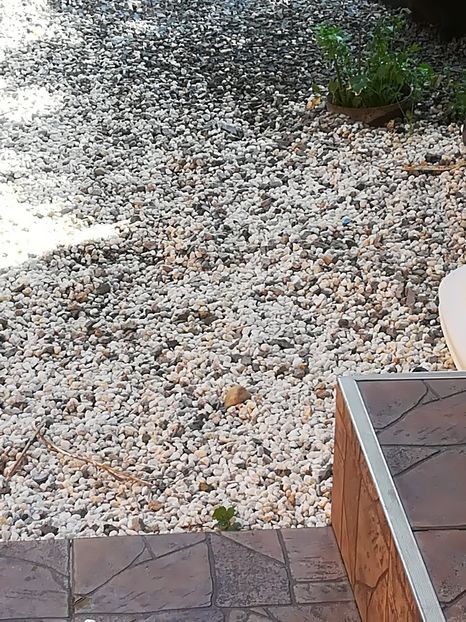  - Bucuriile primaverii 2018