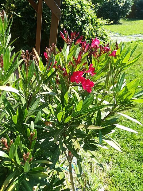  - Bucuriile primaverii 2018