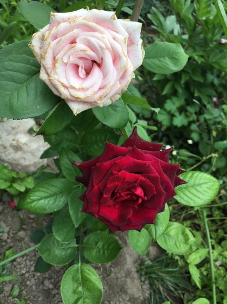 E44B1B50-58A6-4320-A9E9-1033EE323F46 - Trandafiri 2018