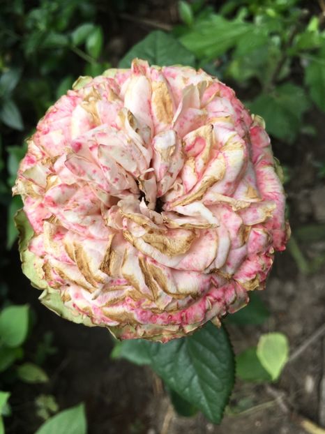 B14F8691-0A37-465A-A808-8FA53C0C5DB2 - Trandafiri 2018