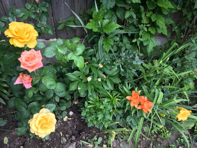 9E1318B5-406E-4711-BA2B-19220ABFE767 - Crini in gradina