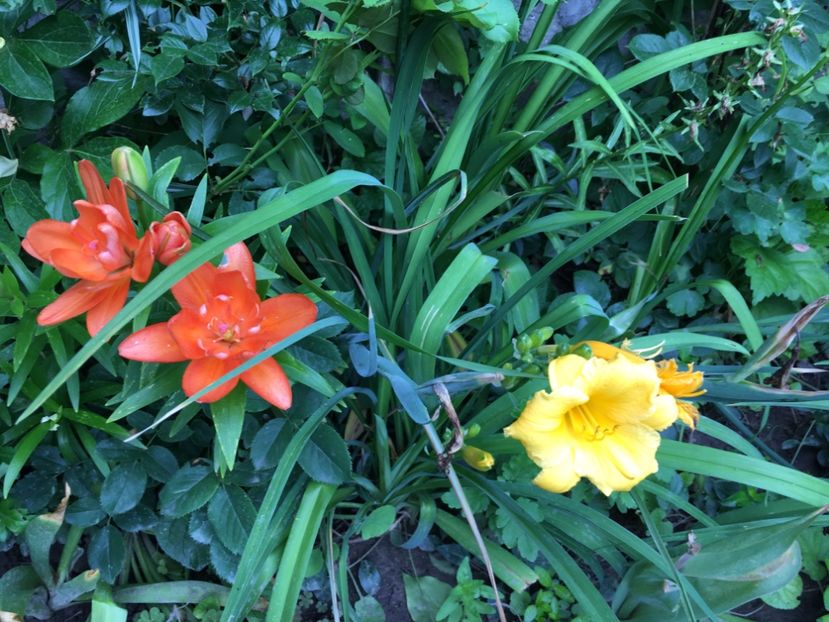 EEF9FDBD-D930-4F75-856E-640AE033A71A - Crini in gradina