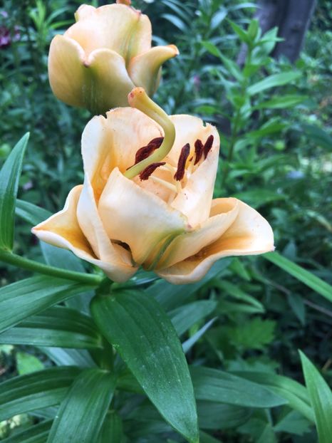 0F789FE2-A0AF-450B-B4FC-8642A53B56BF - Crini in gradina