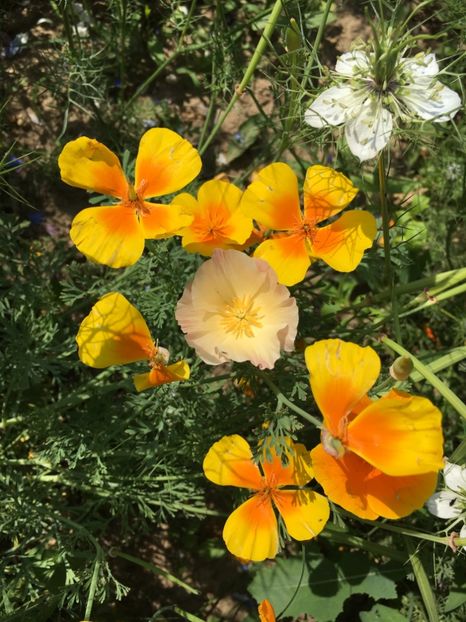 0BC561B3-1282-45C2-A164-E8D44B3E07D5 - Flori la balta 2018