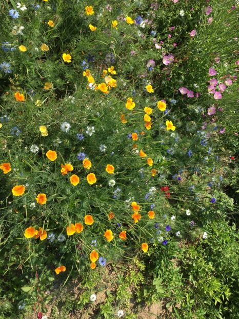 4345E5C4-0E72-41D7-99BC-FE9A6C151220 - Flori la balta 2018