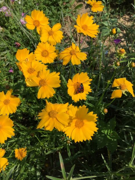 9E337314-B34E-4ED9-B104-97F5D5268315 - Flori la balta 2018