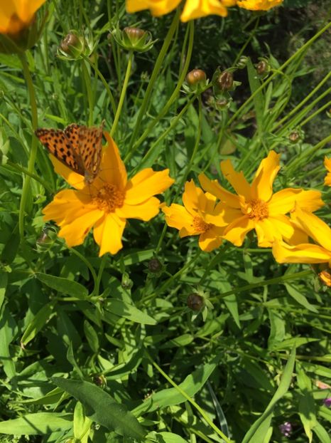 E466D7AE-A89B-4888-AB89-3E10BF390FC3 - Flori la balta 2018