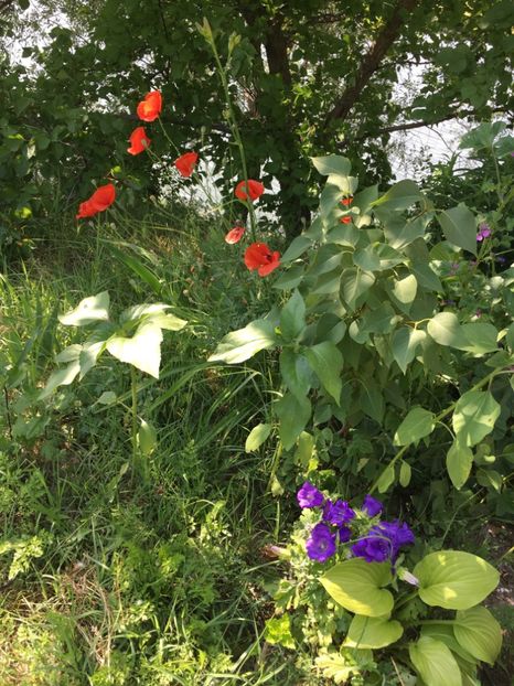 4AF84709-BFC8-4DA0-9F53-F12DC9D1FC6C - Flori la balta 2018