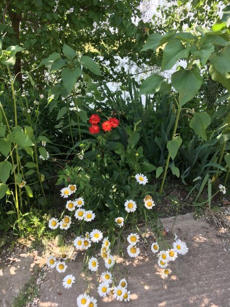 8BE3B106-4FA5-4187-969D-BC26F56C1151 - Flori la balta 2018