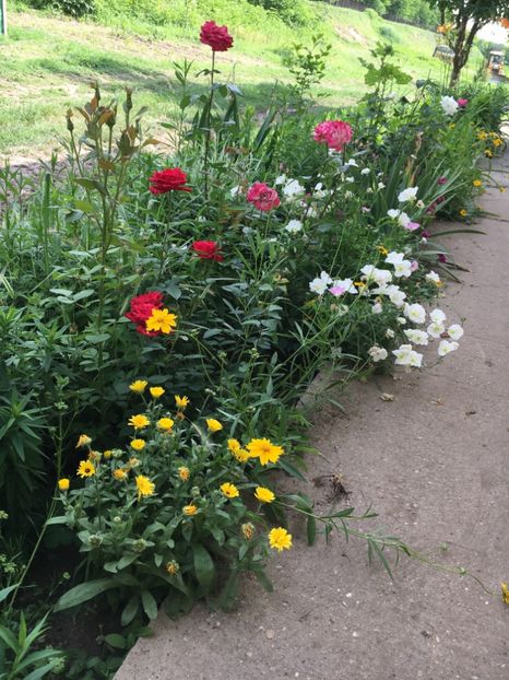 1621A7A1-FC03-4247-B34A-CDBA06C377D0 - Flori la balta 2018