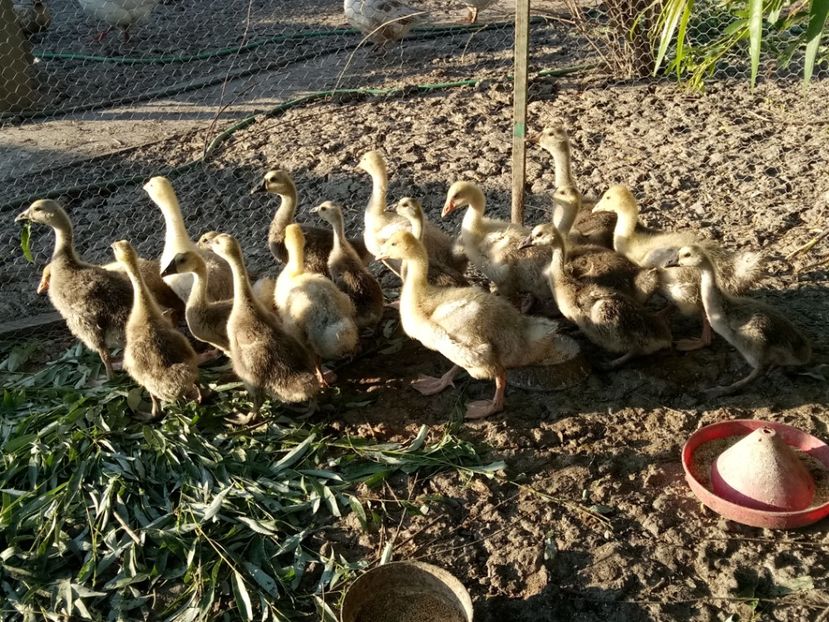 Boboci mai mari - Gâște 2018 și 2019