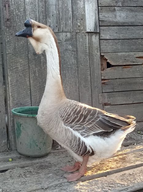 Africanul - Gâște 2018 și 2019