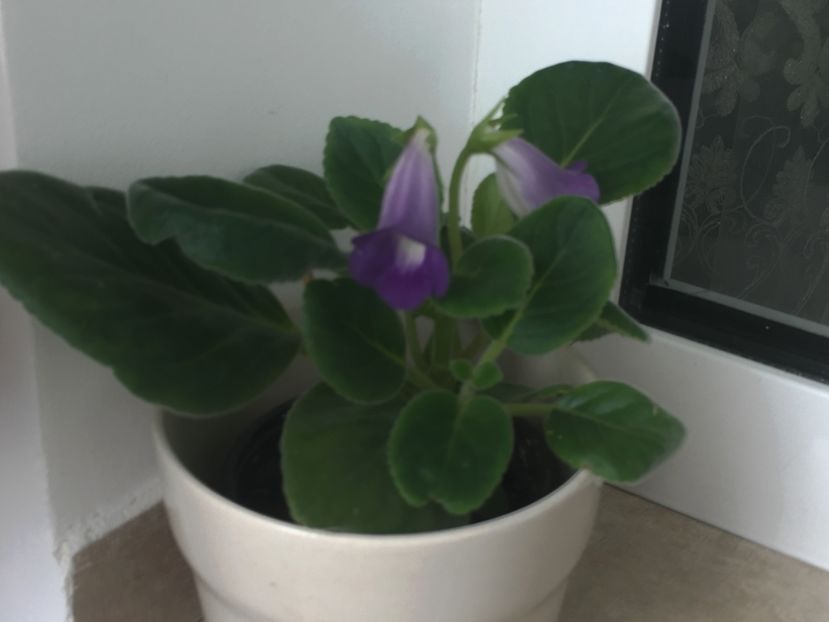 Baby Blues - Sinningia