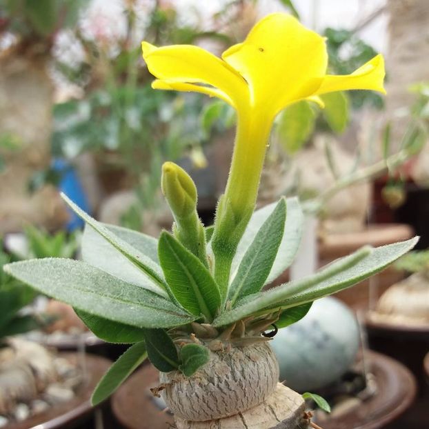 Pachypodium brevicaule - Whish list pentru viata urmatoare1