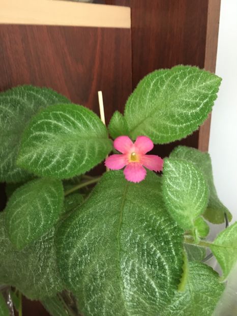  - Episcia