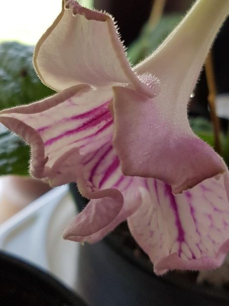 thumbnail (43) - STREPTOCARPUSII MEI 2018