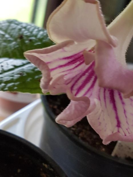 thumbnail (44) - STREPTOCARPUSII MEI 2018