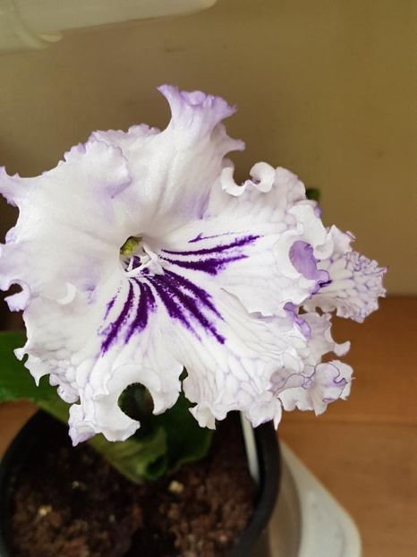 thumbnail (5) - STREPTOCARPUSII MEI 2018